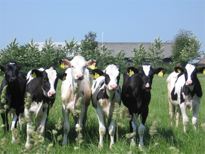 Dutch Cows 400 x 300